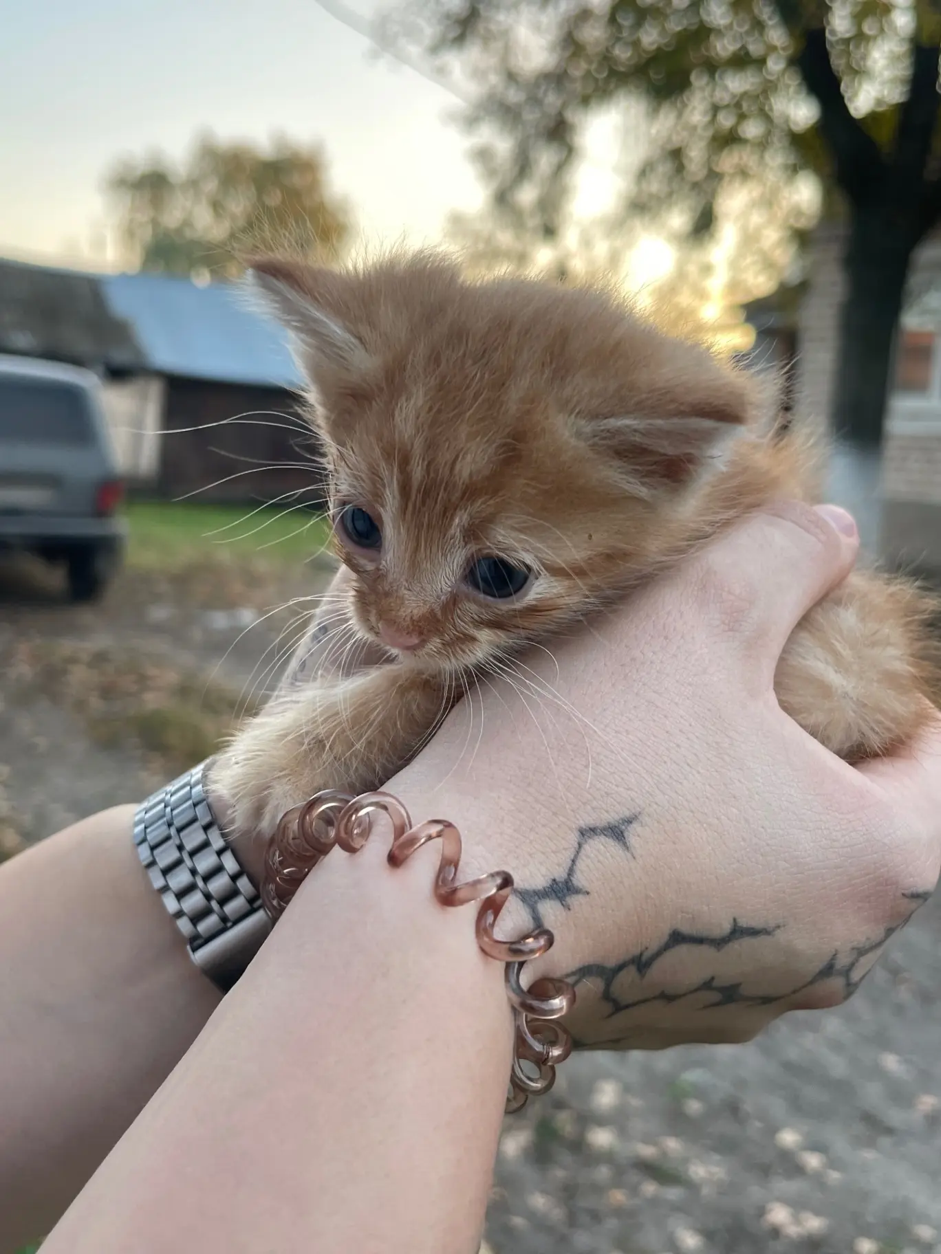 отдам котенка в добрые руки