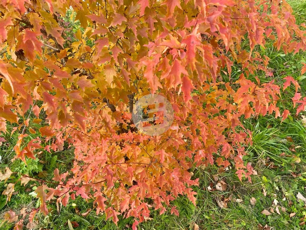 Облачная с прояснениями погода будет в Удмуртии в четверг, 8 октября