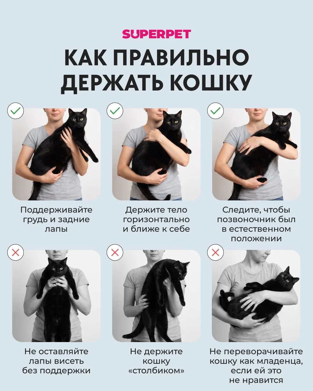 Как правильно держать кошку?