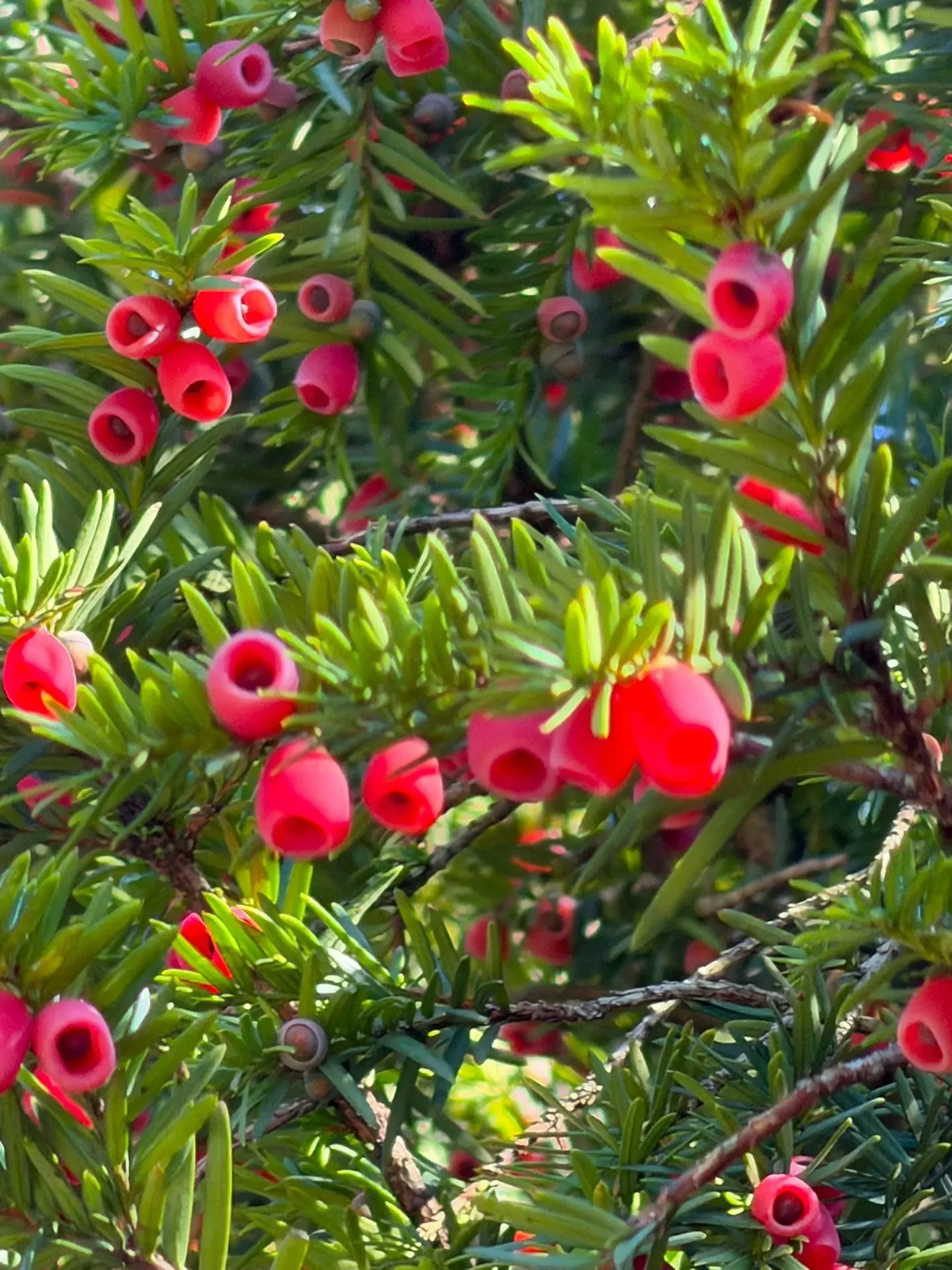 Тис ягодный и три факта о нём 🌲🍒