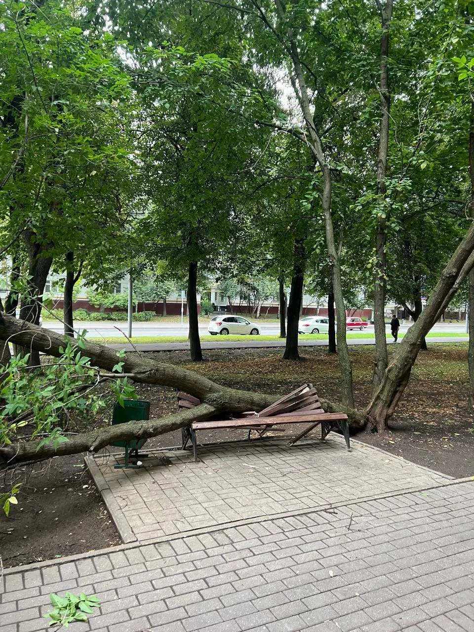 😱 На Бескудниковском бульваре дерево упало прямо на скамейку.