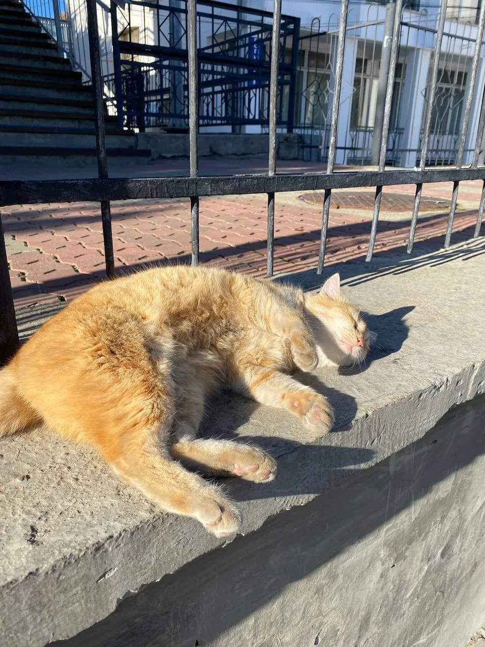 #котикиКрыма #подписчикиделятся