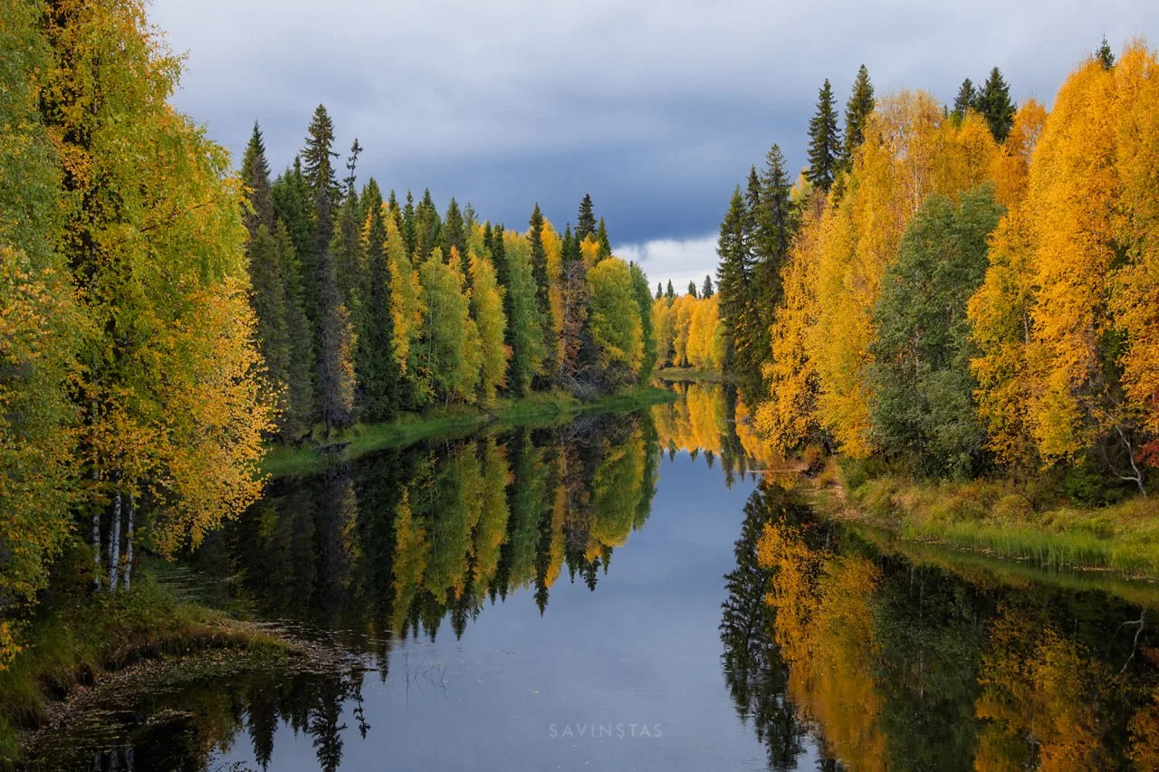🍂 Золотого русского севера. Друзья, а у вас уже начали опадать листья?