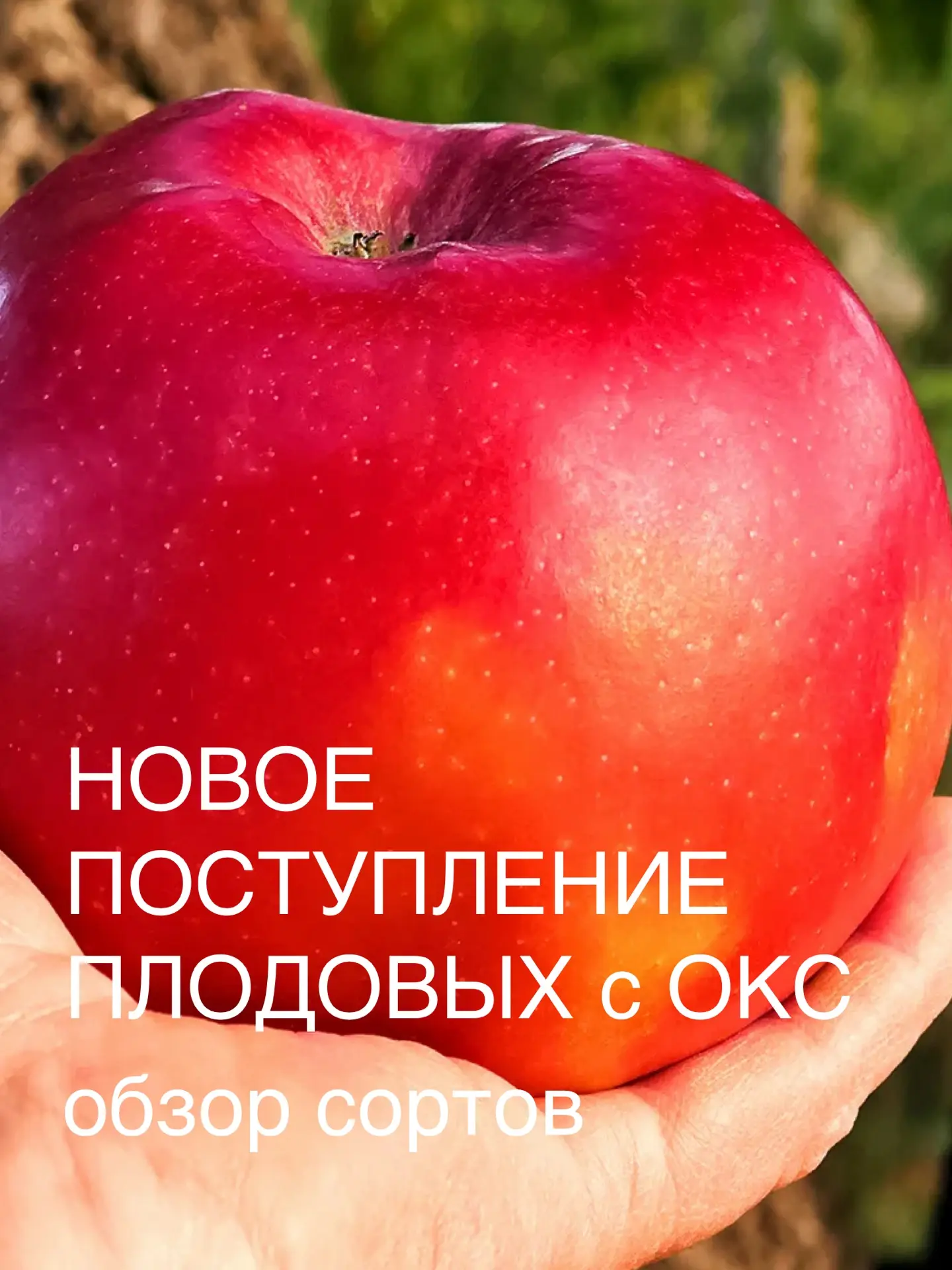 Новое поступление плодовых с ОКС в нашем садовом центре!  Что пришло: ✔️ яблони Дерево-сад Три сорта