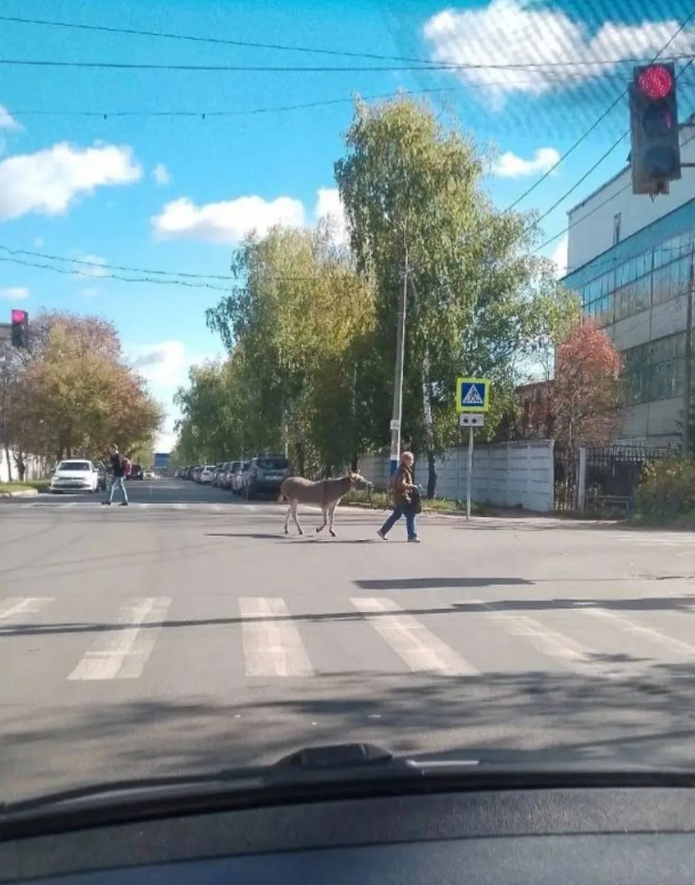 В Арзамасе уже пересаживаются на «более экологичный транспорт»