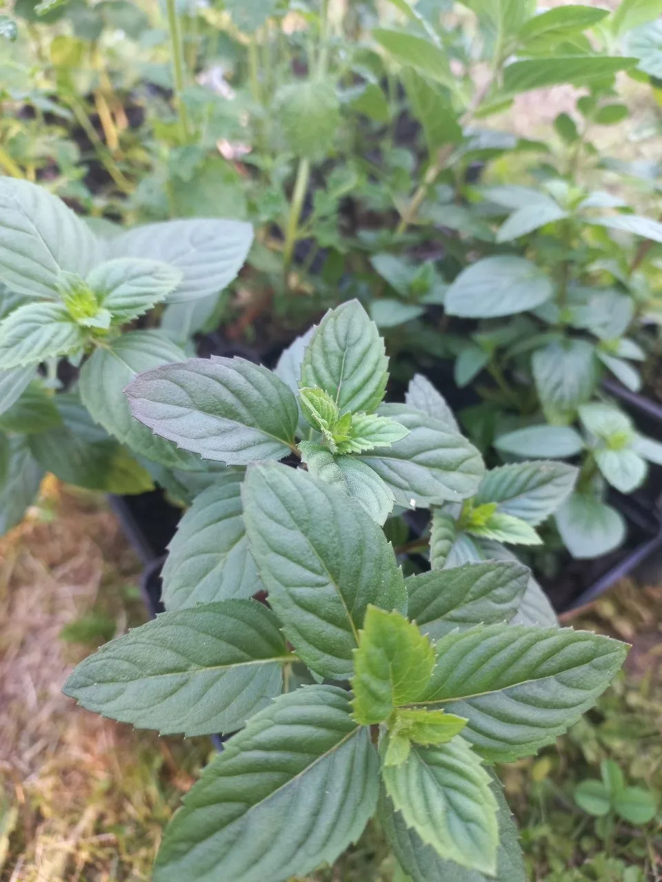 🌱Мята...
Ассортимент на завтра:
🌿ДЮШЕС.
Аромат той самой карамельки.
🌿АЛЬМИРА.
Земляничная мята. 