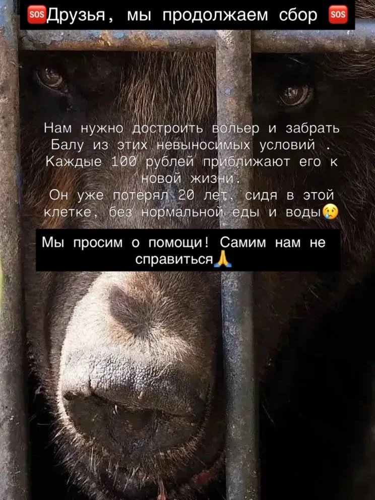Мы- центр спасения диких животных «ЛЕГЕНДА»