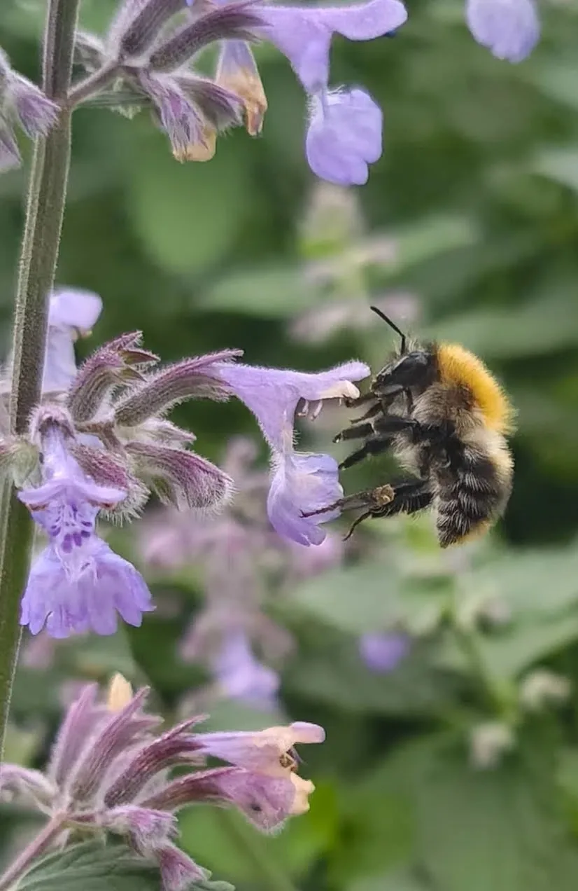 Умение замечать красоту - это дар!🐝
