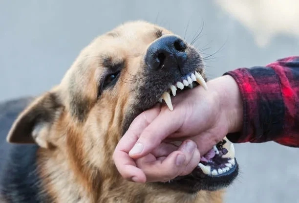 🐾 Меры безопасности: как избежать укусов животных

Укусы животных могут привести не только к травма