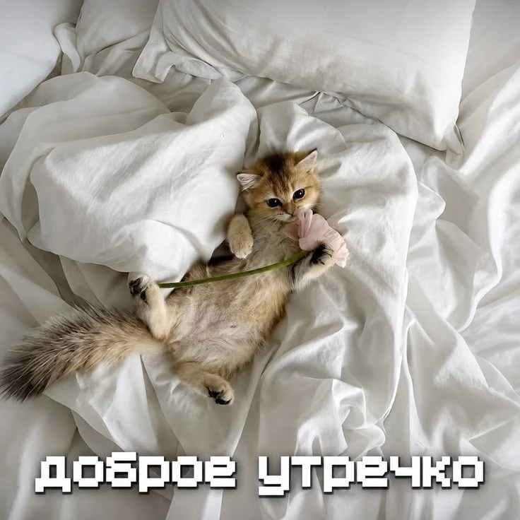 Котаны • подписаться