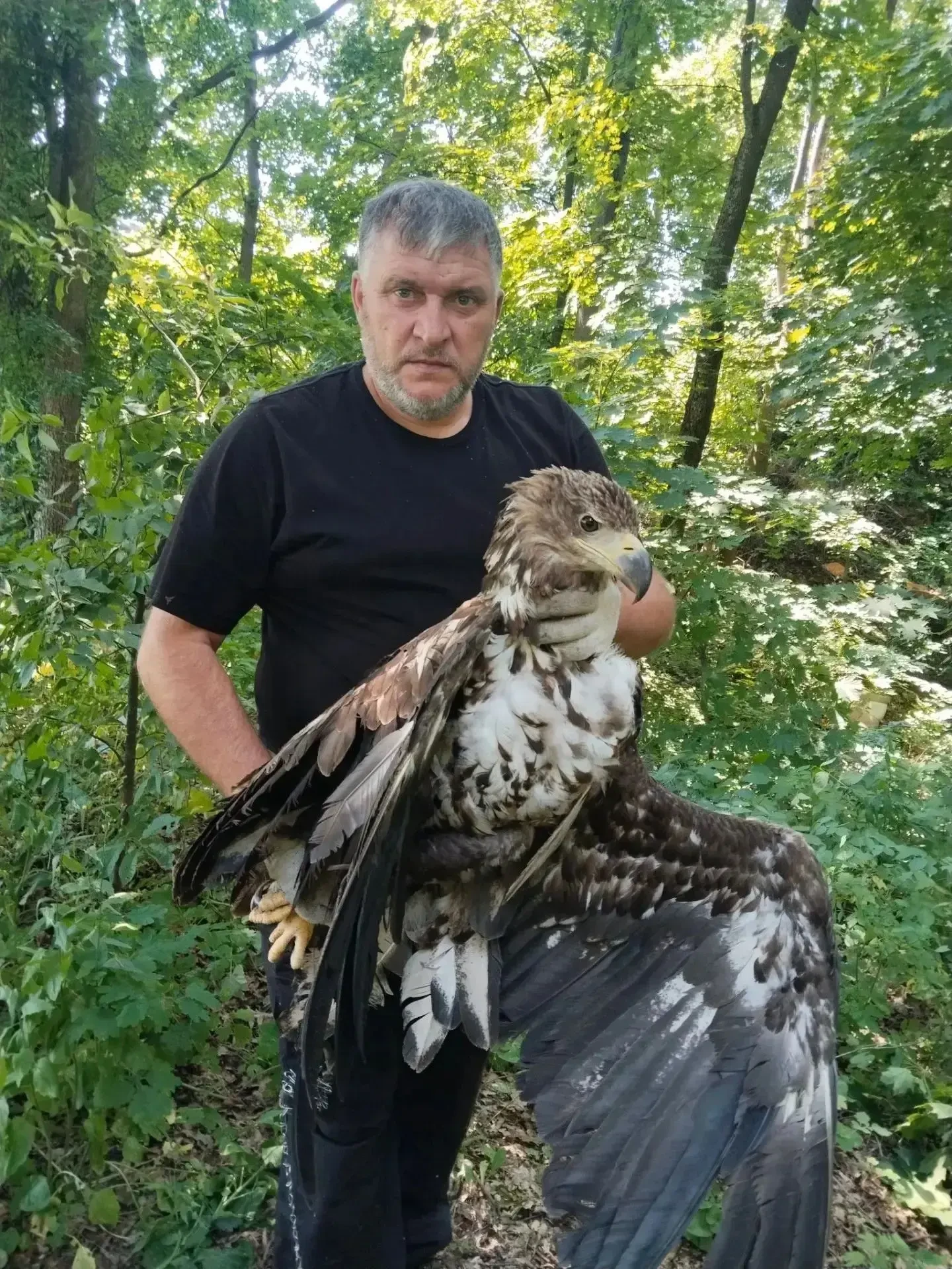 В Ивнянском округе спасли краснокнижного орлана-белохвоста