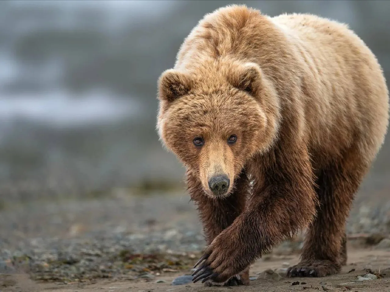 🐻 Медведи всё чаще подходят к домам в Подмосковье