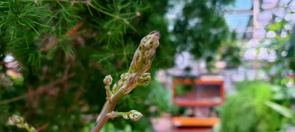 🌿 Проведите время в тропической оранжерее Ботанического сада! 🌿