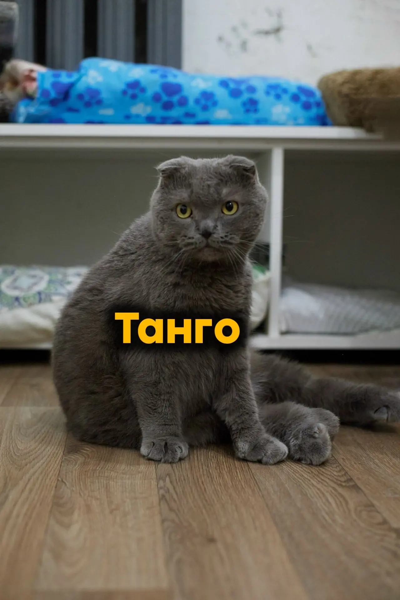 Танго!💜

Невероятно красивый котик с врожденными генетическими проблемами с лапками. Есть предполож