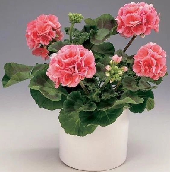 Йод для пышного цветения герани 🌸
