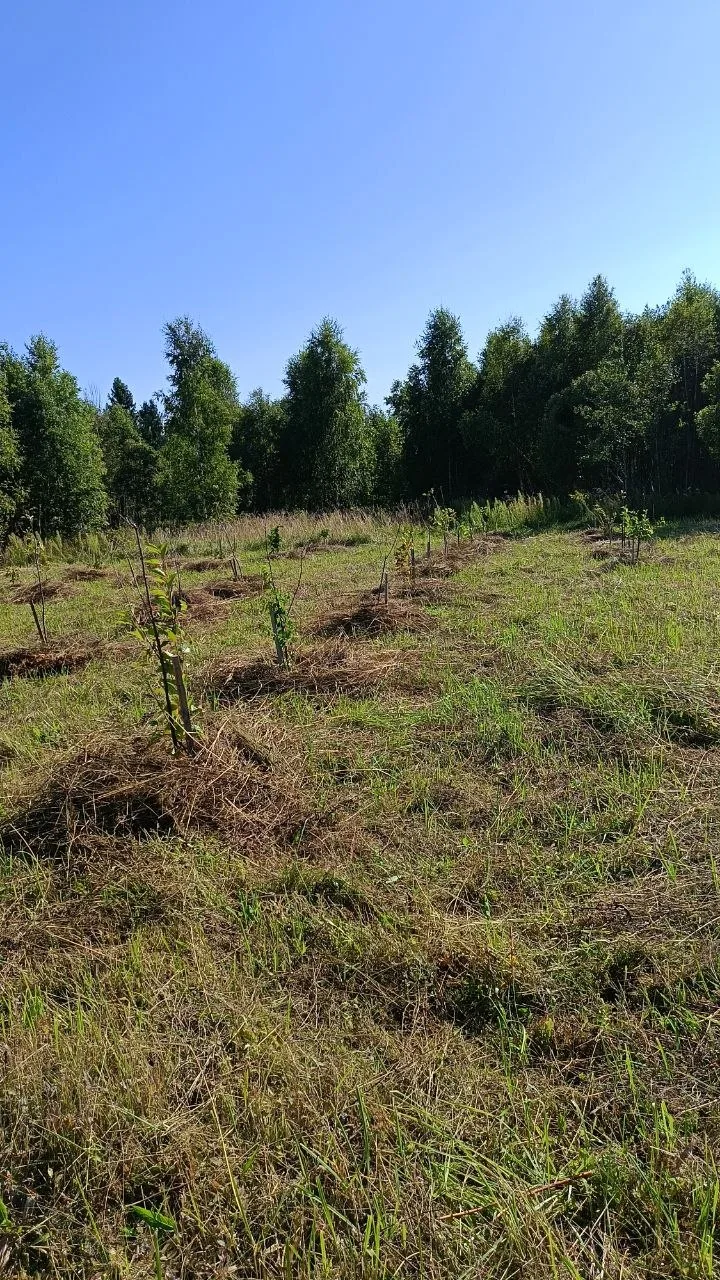 В 2019 году родился проект 🌳Священная роща🌳 - высокосимметричный сад на 7,5 га в Ярос...