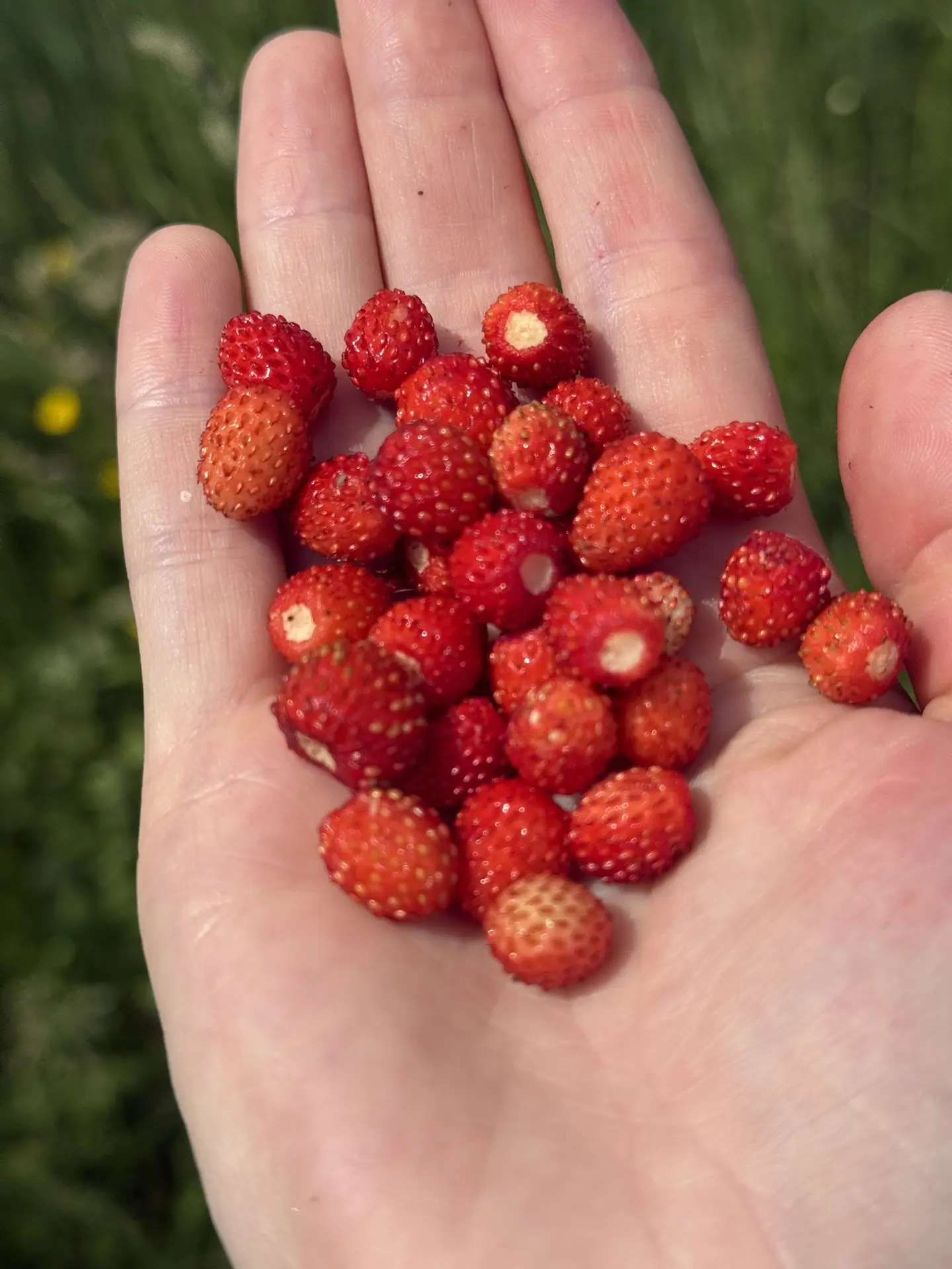 Ну вот и первые витаминки от матушки-природы, земляничка! 🍓
От души наелись: и дома с молочком, и п