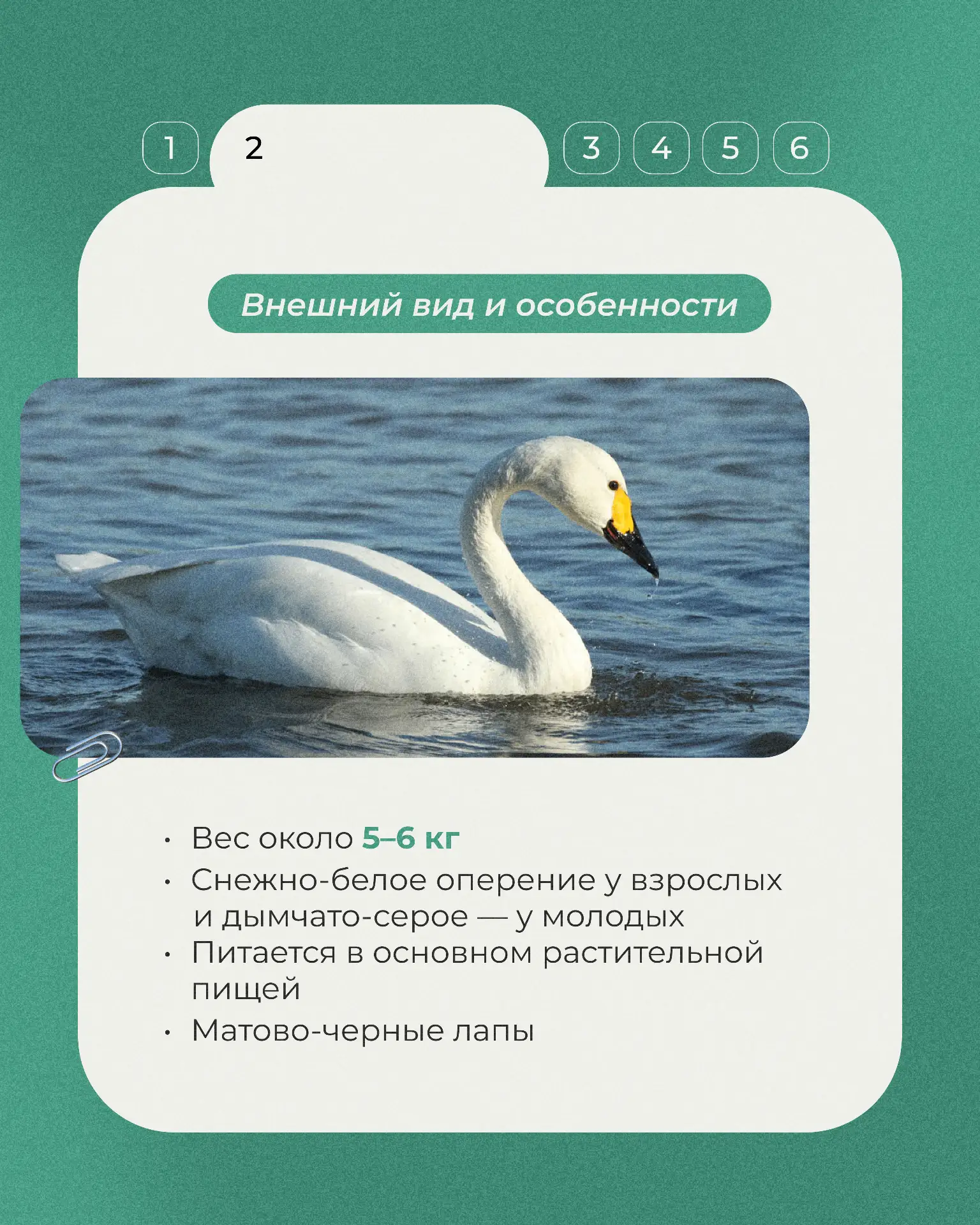 📕Продолжаем рубрику «Животные Красной книги».    Сегодня — несколько фактов о малом лебеде, изящной 