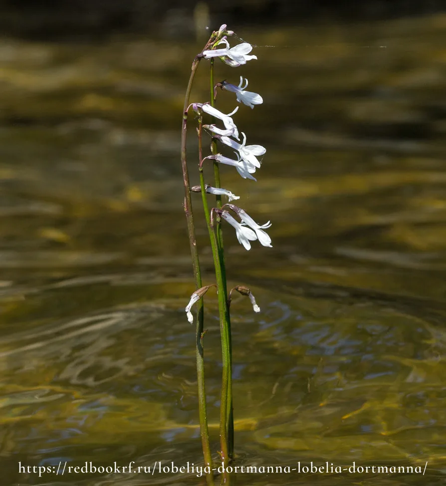 🌱Лобелия Дортмана (Lobelia dortmanna): что это за растение и почему его охраняют🌱
