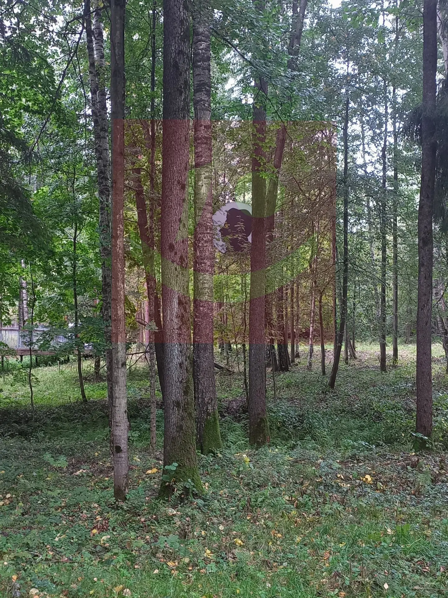 КТО ЭТО❓️МЕЖДУ ДЕРЕВЬЕВ