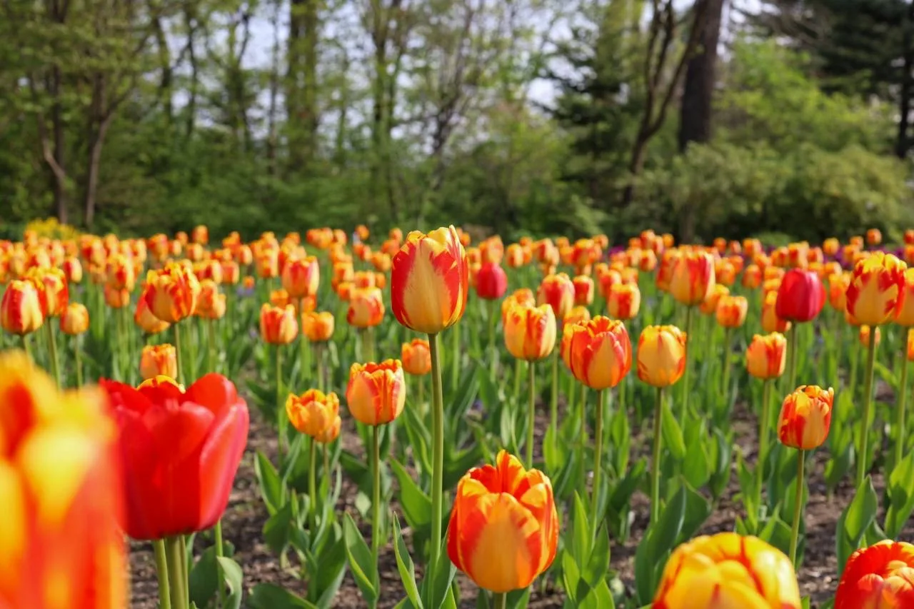 🌷В Ботаническом Саду появились свои звёзды   Весна дарит нам много чудес, и одно из самых ярких — цв