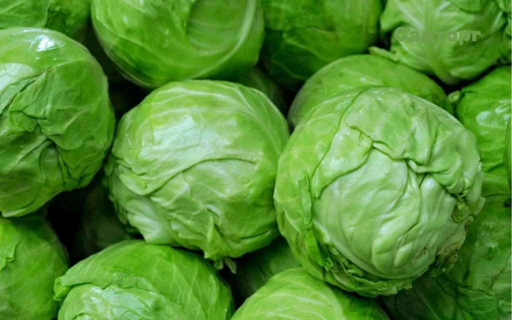 🥬 Капуста против гриппа, ангины и бронхита! 🌿

Обычная белокочанная капуста — мощное натуральное с