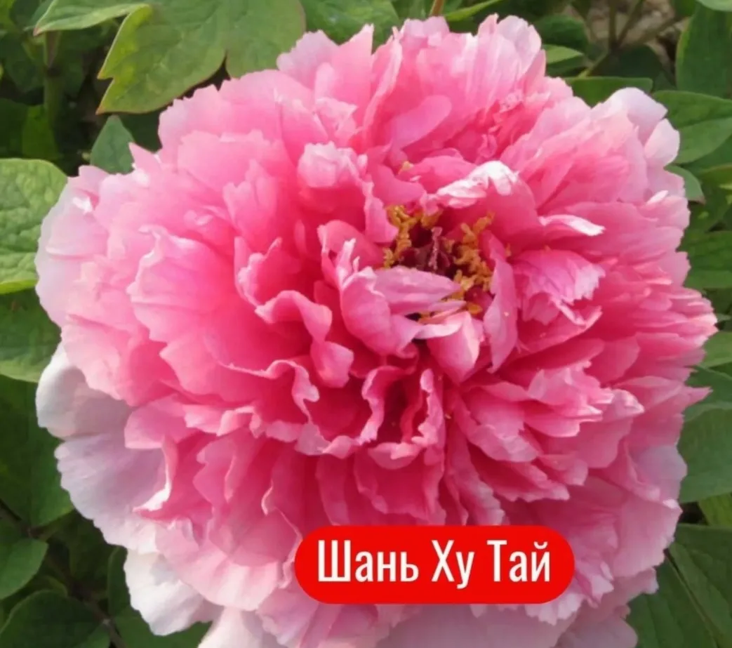 Прекрасные сорта древовидных пионов 🌸🌸🌸

Они проверены временем и заслужили признание садоводов. 