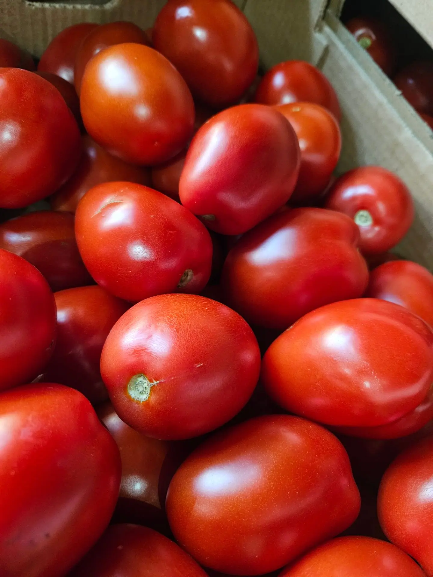 ОНИ ПРИЕХАЛИ! 🎉🍅