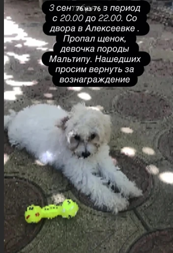 Внимание! Пропал друг человека! Щенок породы Мальтипу!