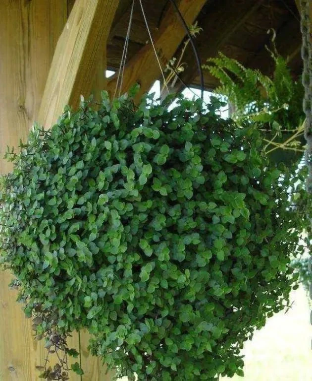 🍃Каллизия – ампельное растение из семейства Коммелиновые. Оно имеет внешние сходства с...