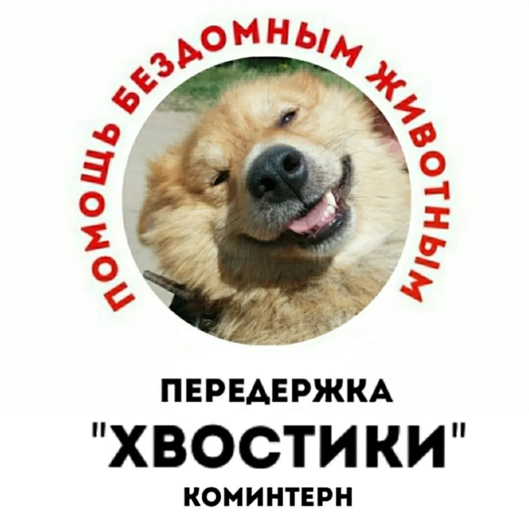 🐶 Дорогие друзья, у нас добровольческая акция «Помоги Хвостикам!»  🐶 Орлята России Школы №9 г.Кирова