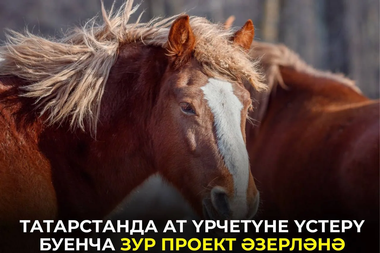Проектта нинди максатлар һәм ярдәм чаралары каралган? Тулырак: https://intertat.tatar/n...