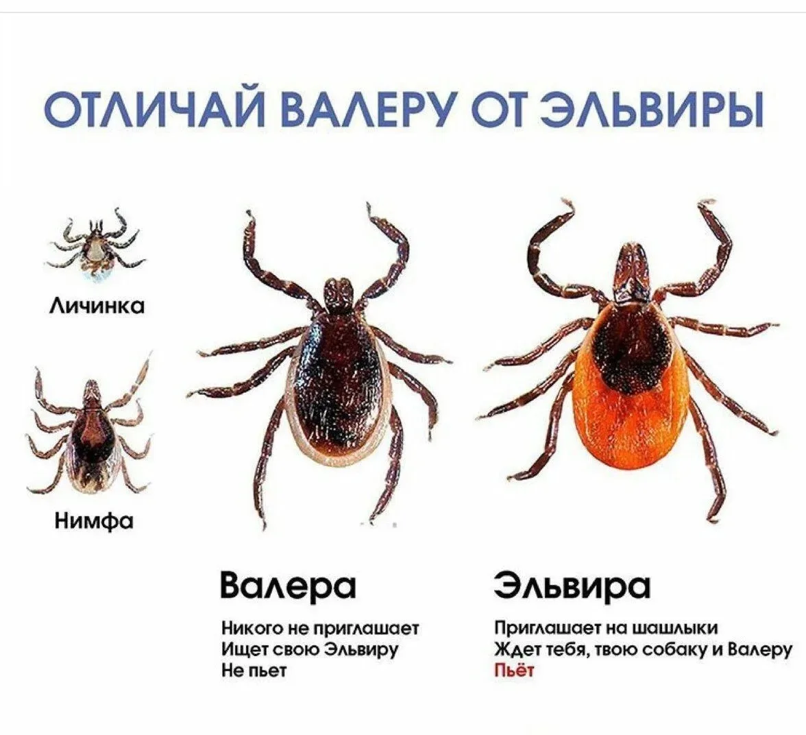 Об эпидемиологической ситуации по клещевым инфекциям на территории Снежинского городского округа
 
В
