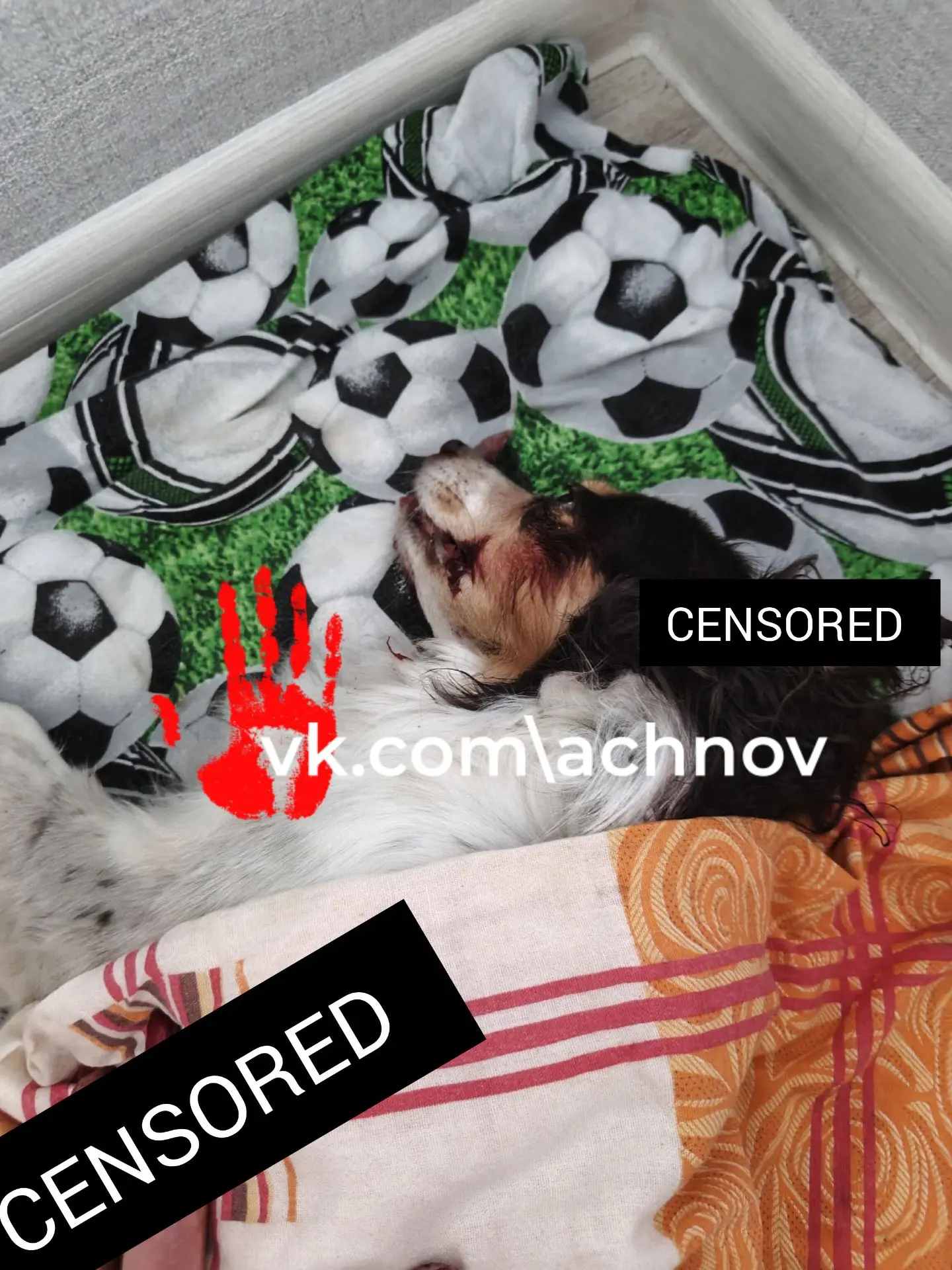 😰Сбил и скрылся! В Аше чуть не задавили собаку! 

🐕Пес не беспризорный. У него есть хозяйка. Впроч