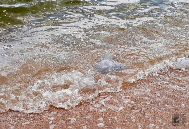 🌊 24 сентября — Всемирный день моря! 💙