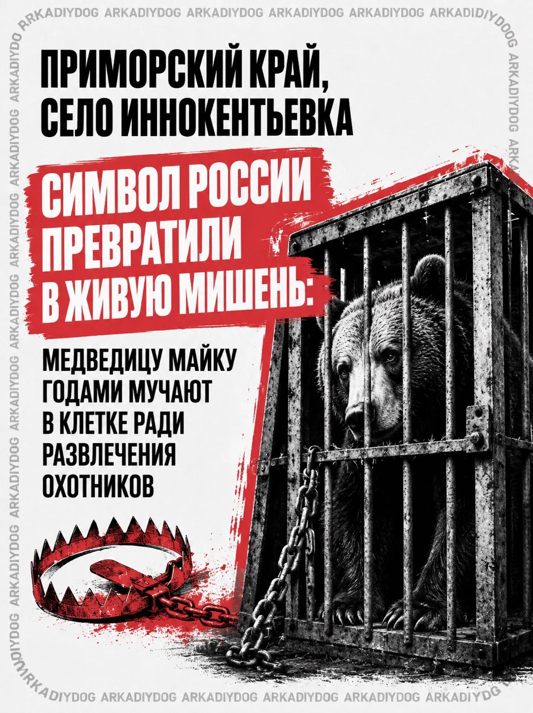 🚨 Приморский край, село Иннокентьевка. Символ России превратили в живую мишень: медведицу Майку год