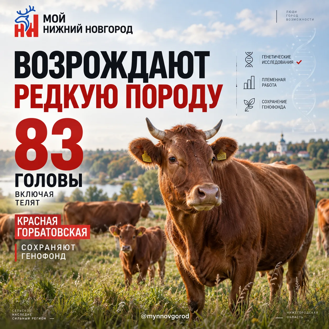Красную горбатовскую породу коров хотят возродить в регионе