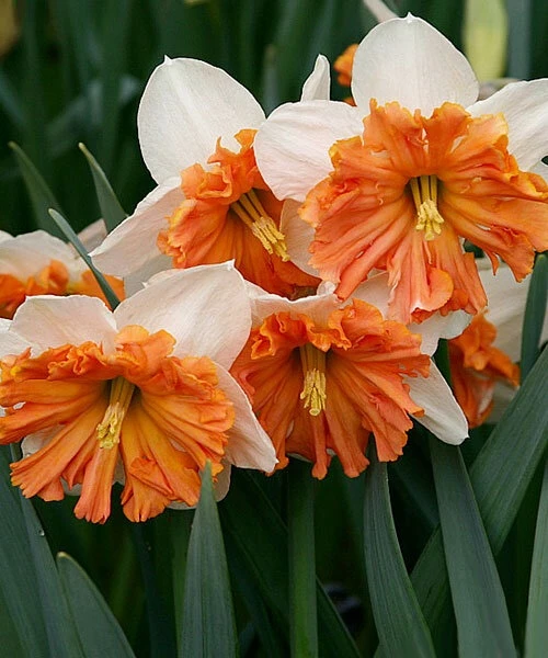 «Термит»: Нарцисс «Шрайк» — огненное чудо с гофрированной коронкой! 🌼🔥