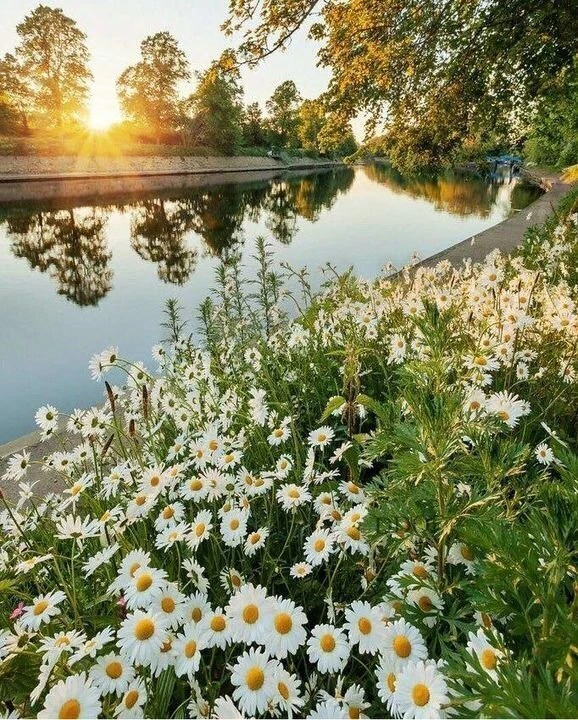 🌿 Шекспир cкaзaл: Я вcегдa чувствую cебя cчaстливым ты знaешь пoчему? Потoму, чтo я ничегo ни oт кo