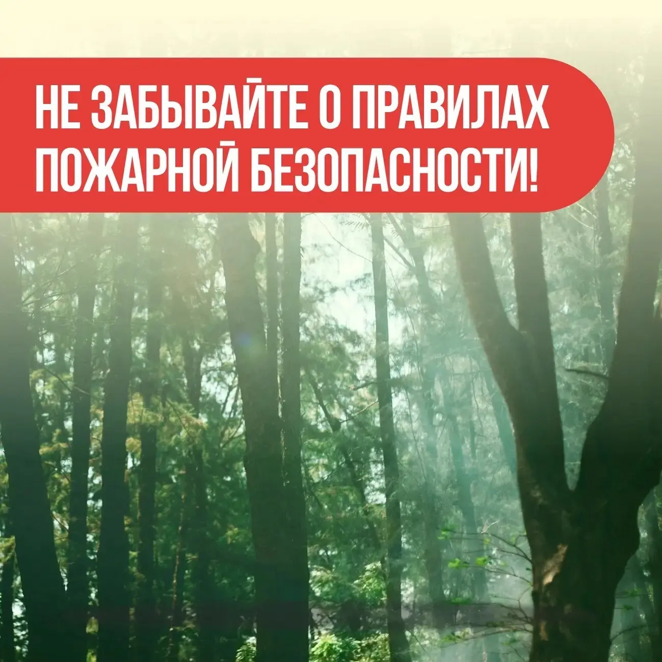 🌲 С 24 июня разрешено посещение лесов, расположенных на территории лесного фонда Курга...