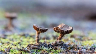 Взгляд сквозь увеличительное стекло.🤍🌱