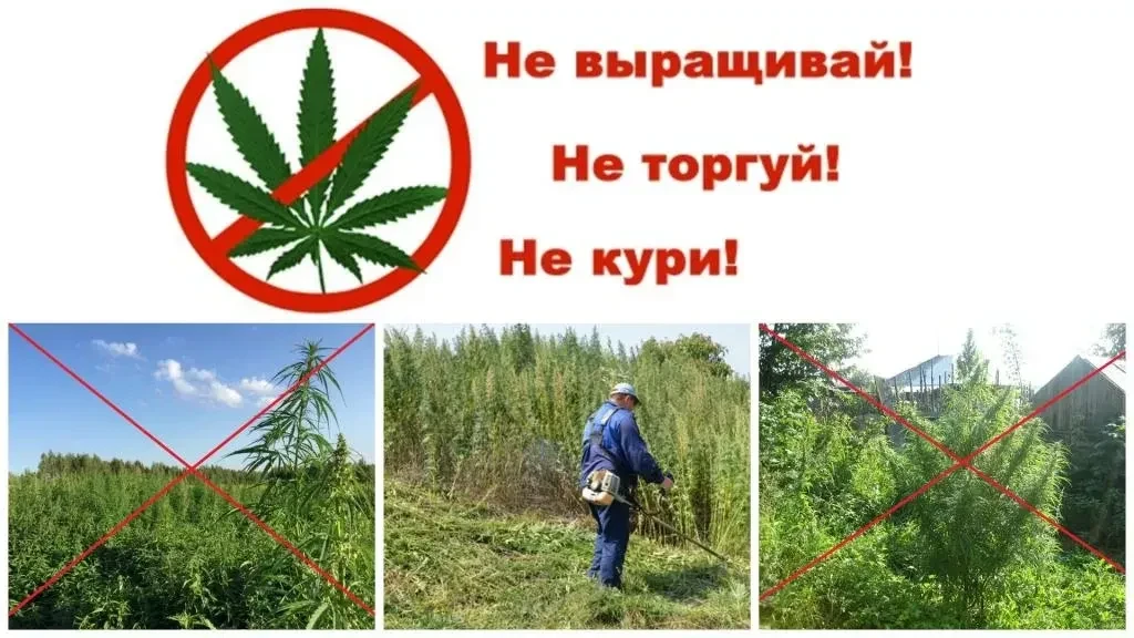 ❗️ В Закаменском районе запущена масштабная кампания по борьбе с дикорастущей коноплёй. Для выявлени