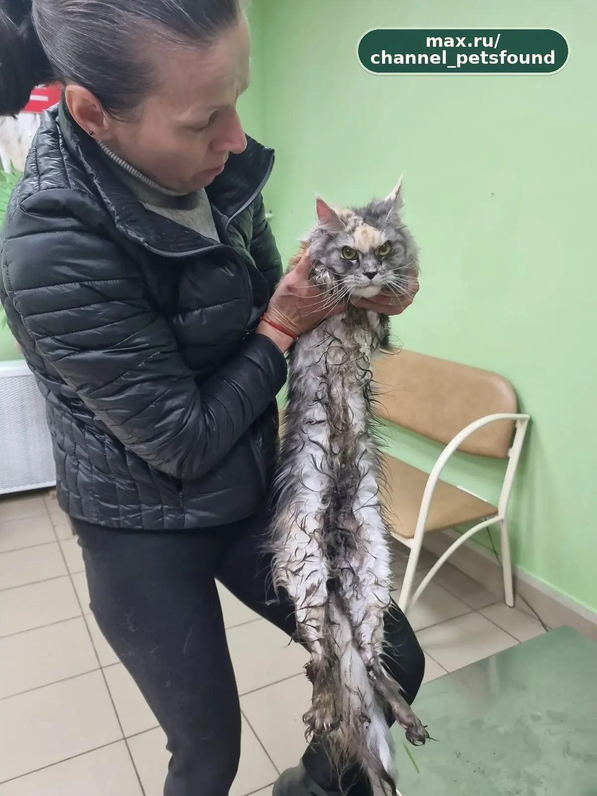 🐾 Найден питомец — Красное Село