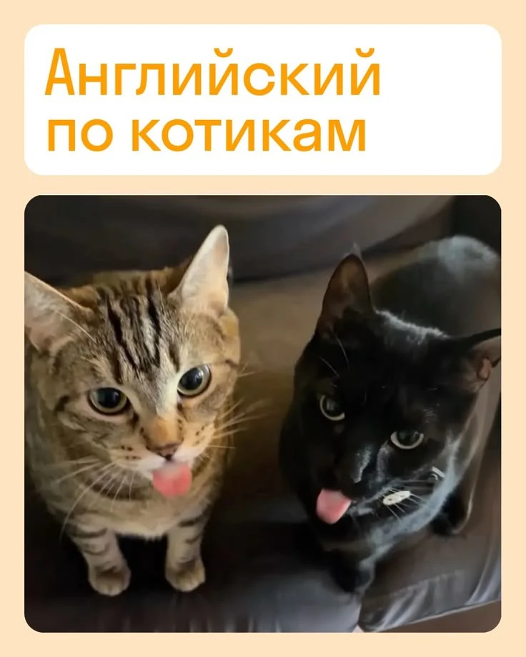 КАК СКАЗАТЬ, ЧТО ПИТОМЕЦ БАТОНИТСЯ ИЛИ УСТРАИВАЕТ НОЧНЫЕ ТЫГЫДЫКИ? 🐈