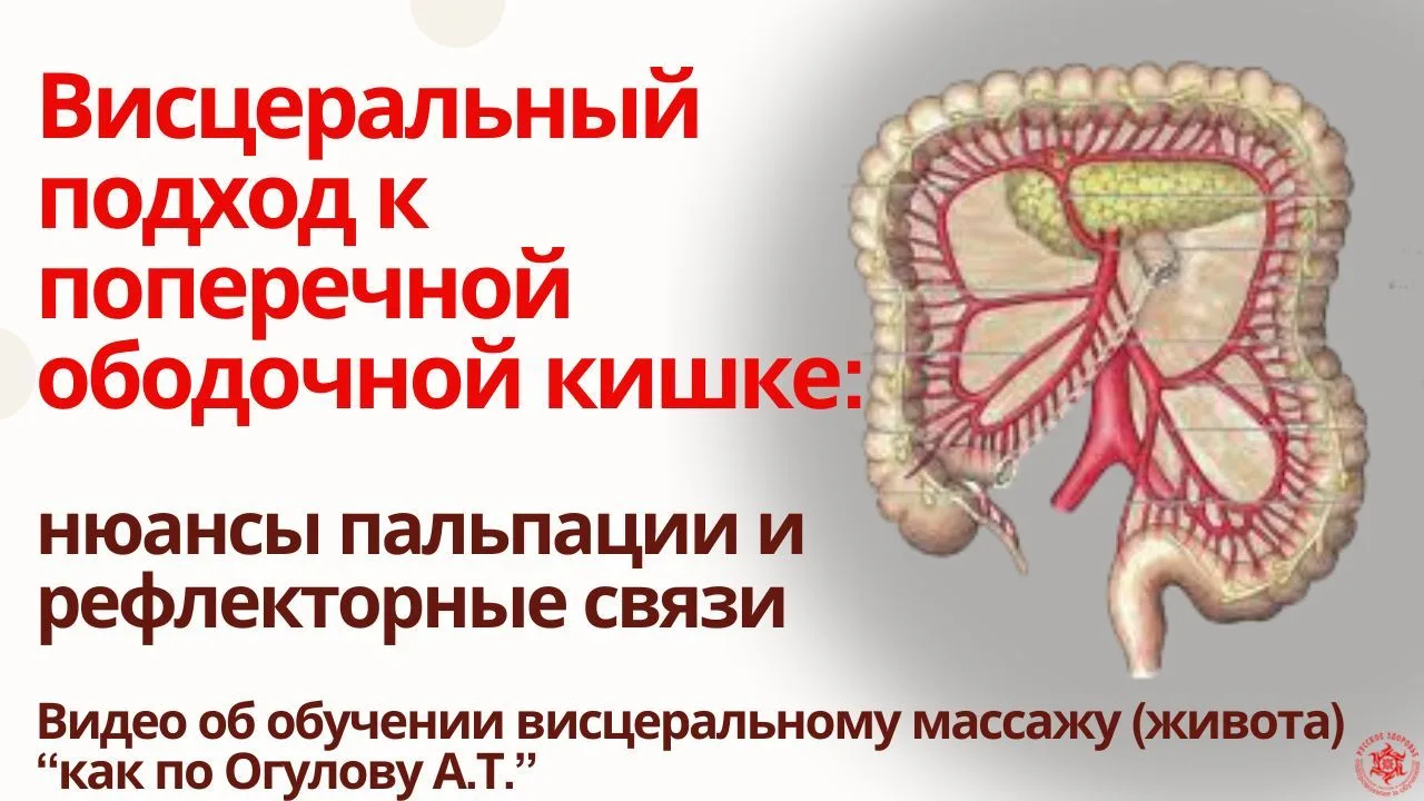 Висцеральный подход к поперечной ободочной кишке: нюансы пальпации и рефлекторные связи. Видео об об