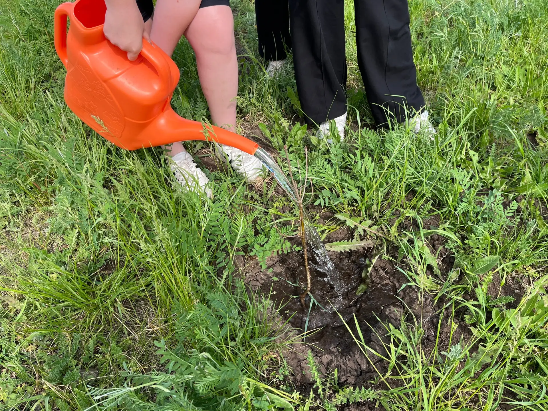 🌳Дуб - символ мужества, стойкости и силы духа. Именно дубовую аллею высадили сегодня (19 мая) школьн