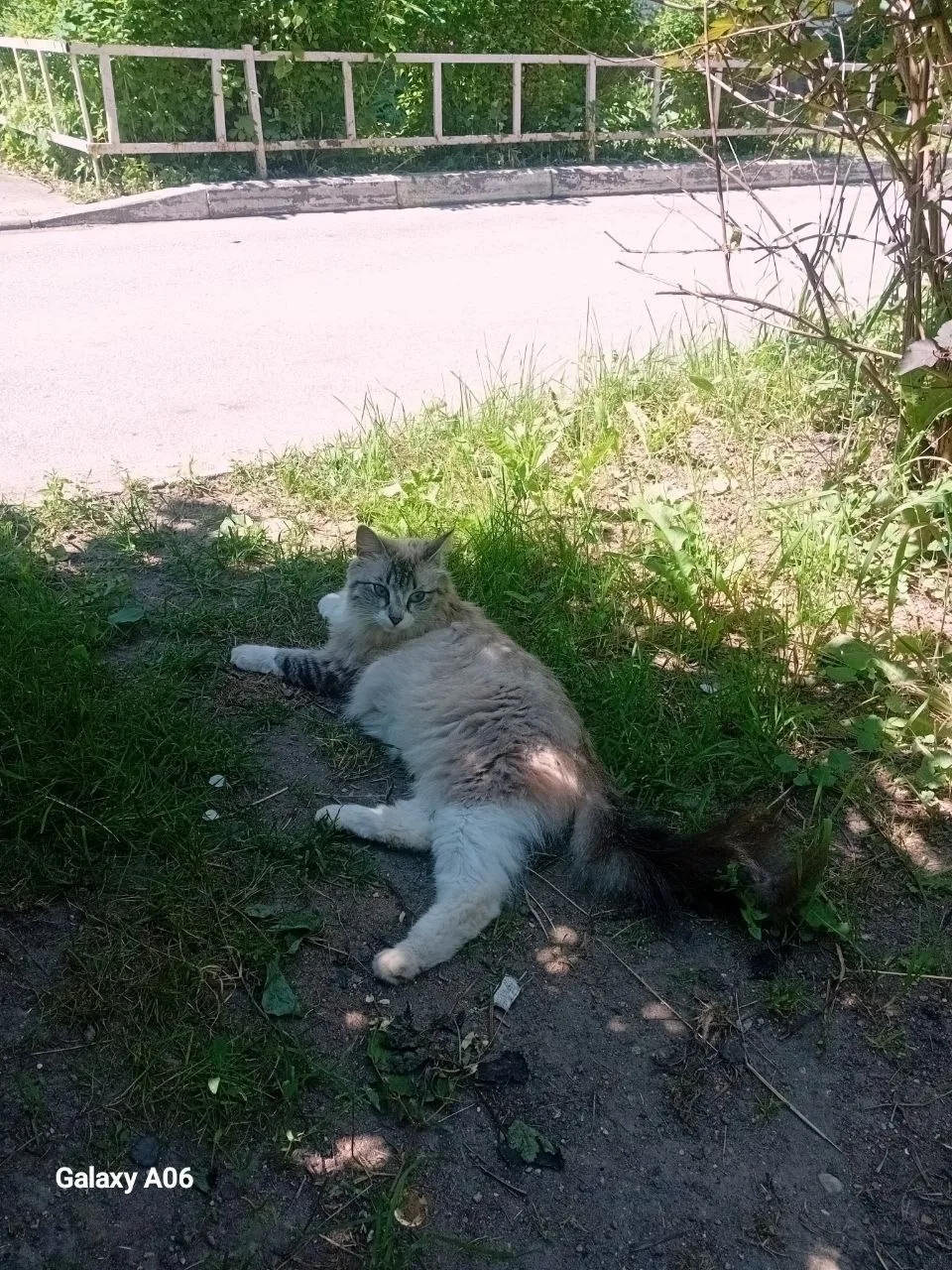 лодая кошечка ждет добрых хозяев. Кошке один год стерилизованная. Очень добрая и ласковая. Бросили п