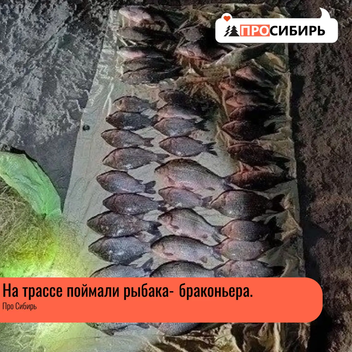 Пенсионер незаконно выловил более 40 рыбин с помощью сети. Среди улова — 32 карася, 5 язей, 1 судак,