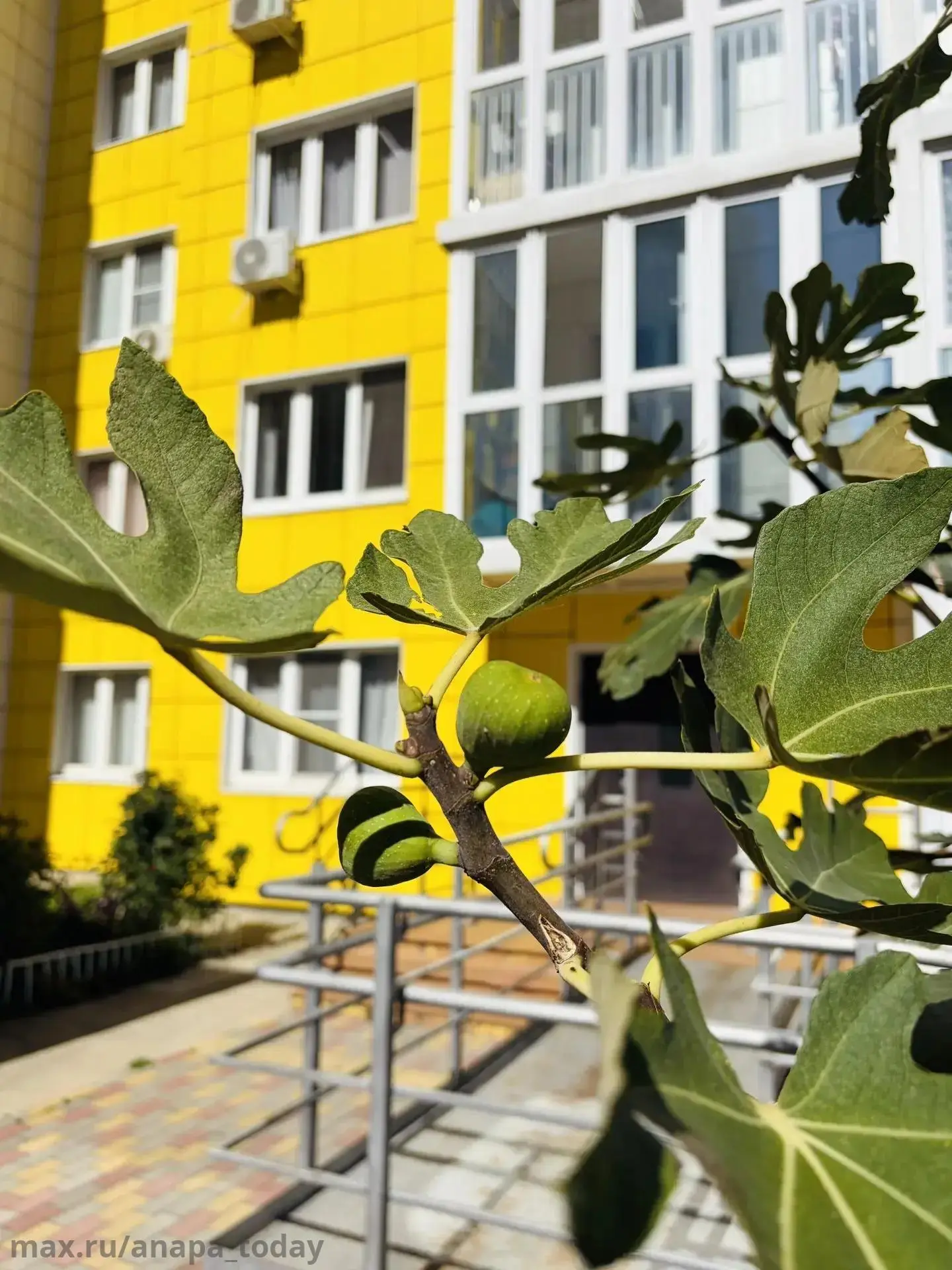 🌿 Инжир во дворе многоэтажки в октябре — для нас обычное дело. Не мечта из серии «юг, ...
