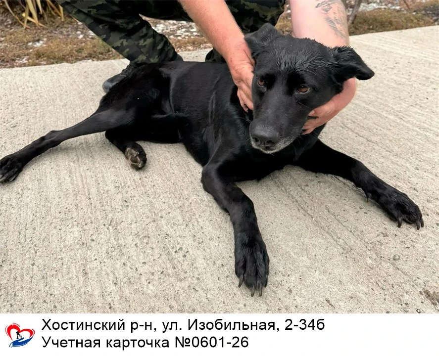 31.08.2026 был отлов собак по адресам: